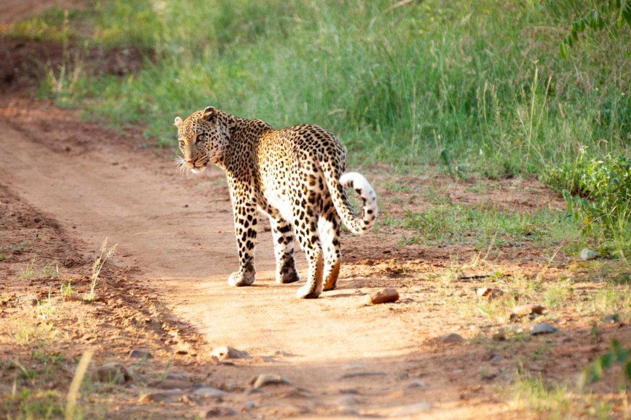 فيلا شيدول برايفيت جيم لودج Karongwe Game Reserve المظهر الخارجي الصورة