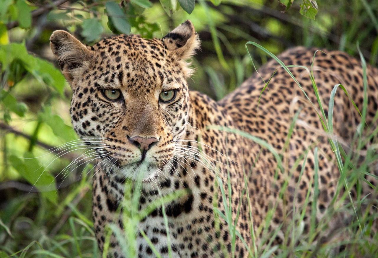 فيلا شيدول برايفيت جيم لودج Karongwe Game Reserve المظهر الخارجي الصورة