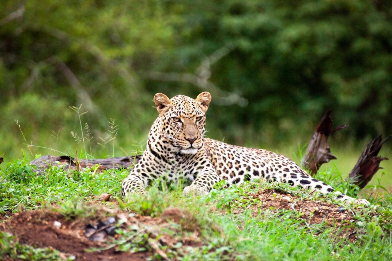 فيلا شيدول برايفيت جيم لودج Karongwe Game Reserve المظهر الخارجي الصورة