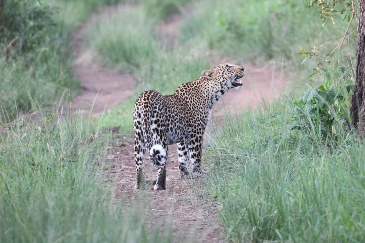 فيلا شيدول برايفيت جيم لودج Karongwe Game Reserve المظهر الخارجي الصورة