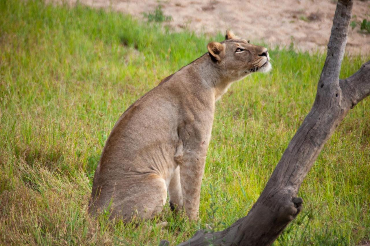 فيلا شيدول برايفيت جيم لودج Karongwe Game Reserve المظهر الخارجي الصورة