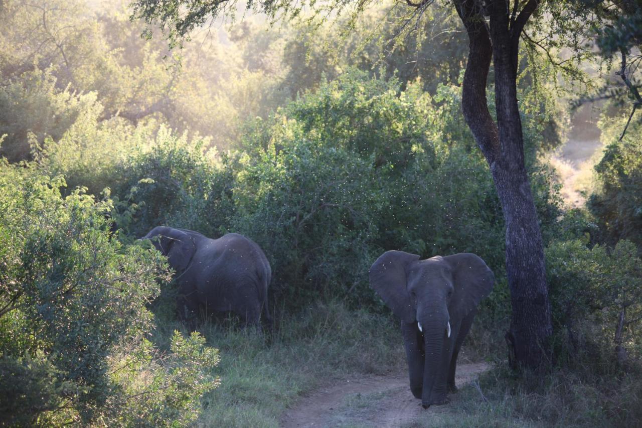 فيلا شيدول برايفيت جيم لودج Karongwe Game Reserve المظهر الخارجي الصورة