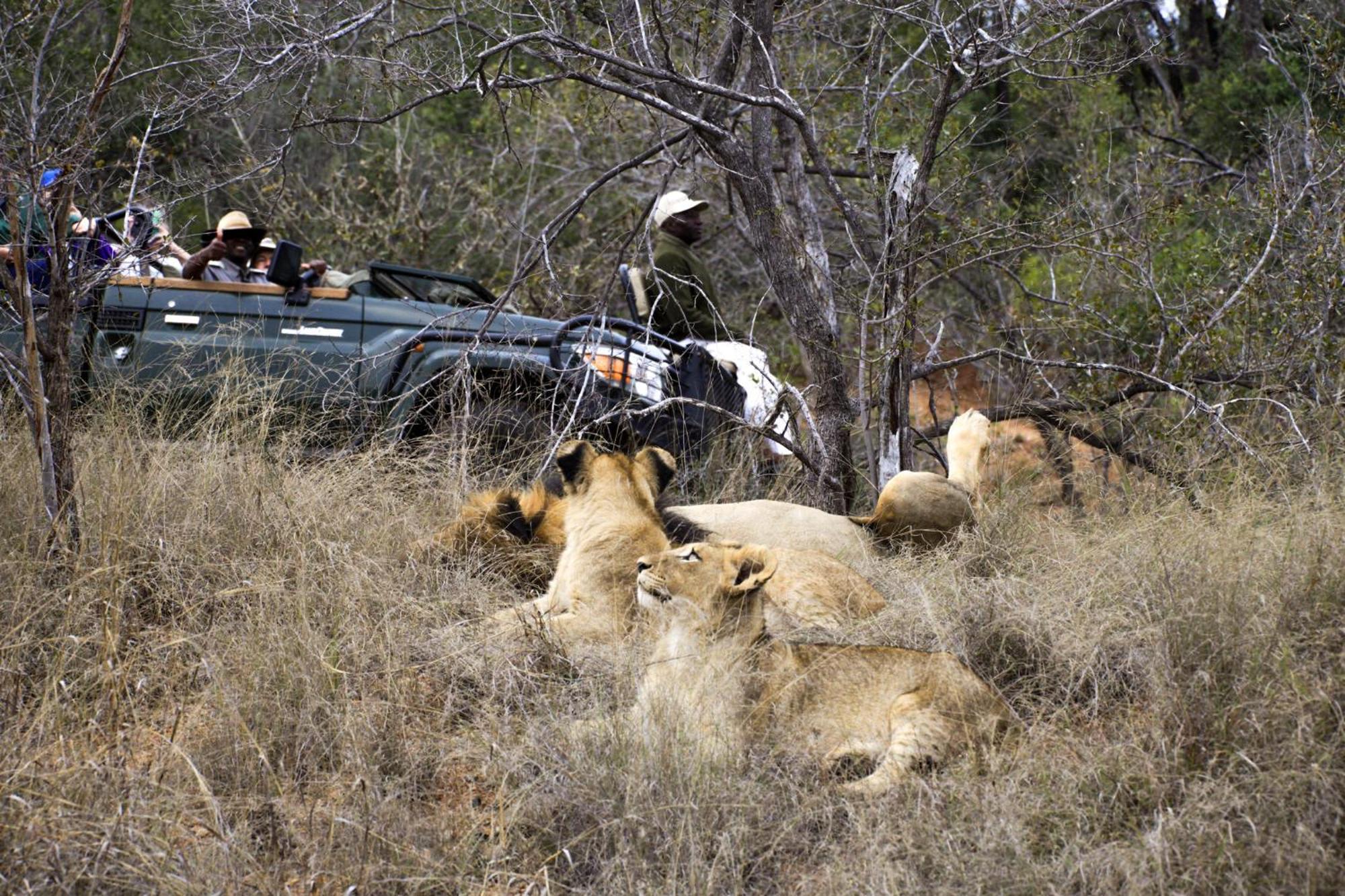 فيلا شيدول برايفيت جيم لودج Karongwe Game Reserve المظهر الخارجي الصورة