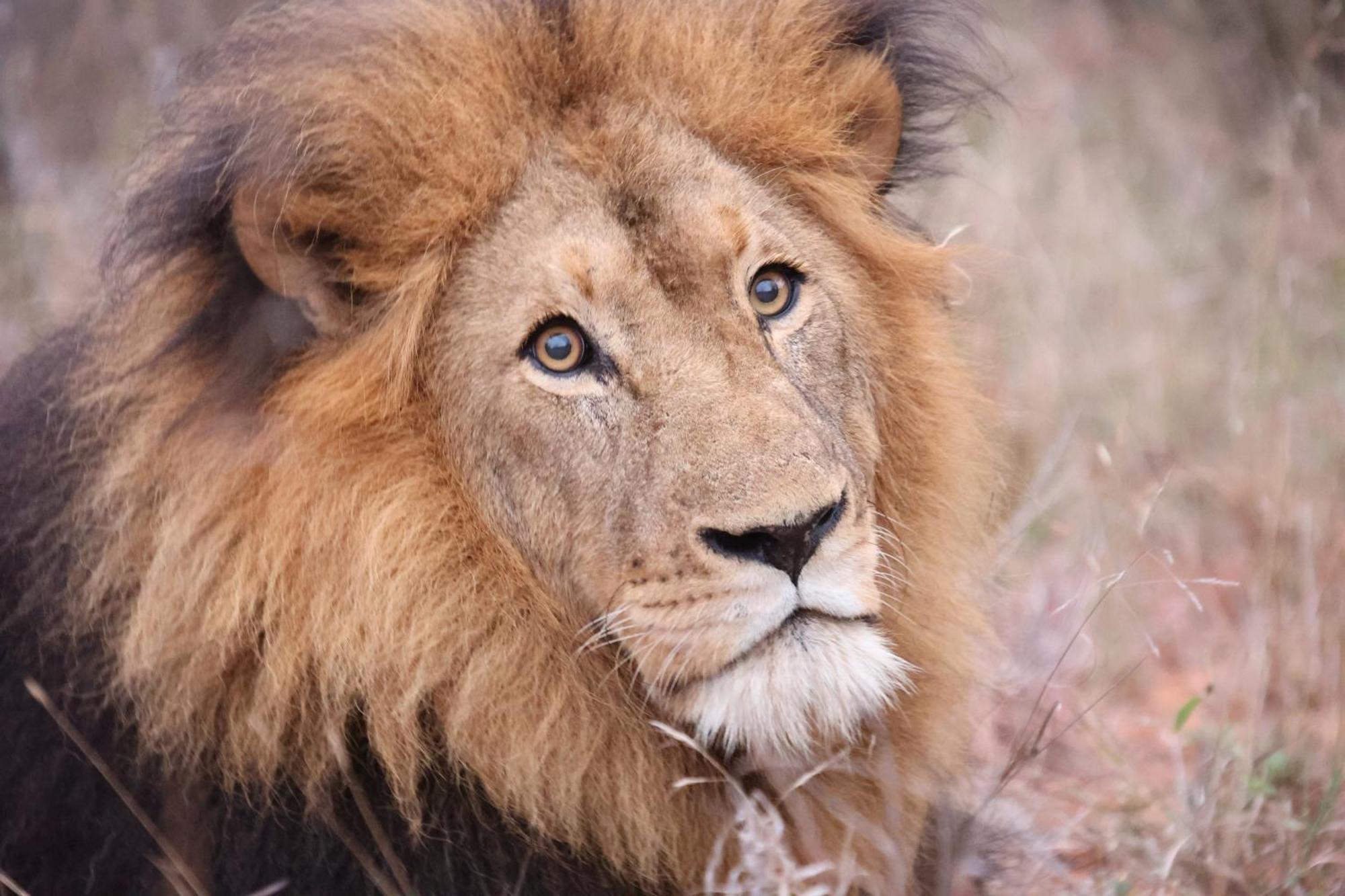 فيلا شيدول برايفيت جيم لودج Karongwe Game Reserve المظهر الخارجي الصورة