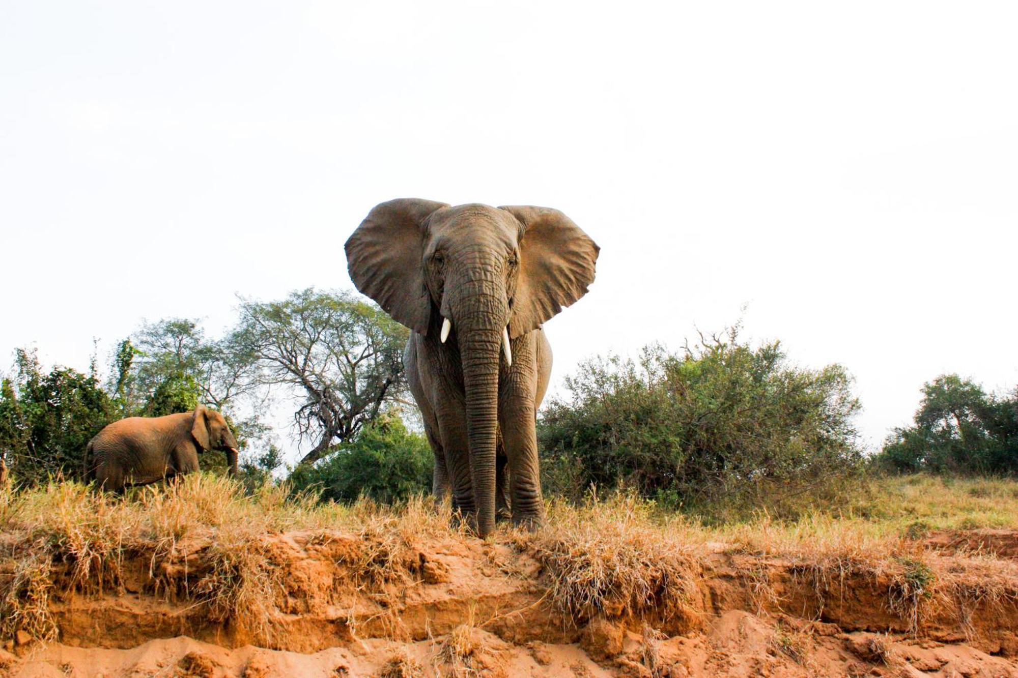 فيلا شيدول برايفيت جيم لودج Karongwe Game Reserve المظهر الخارجي الصورة