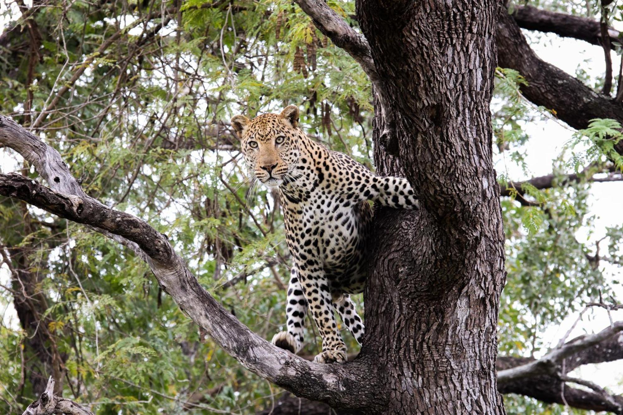 فيلا شيدول برايفيت جيم لودج Karongwe Game Reserve المظهر الخارجي الصورة