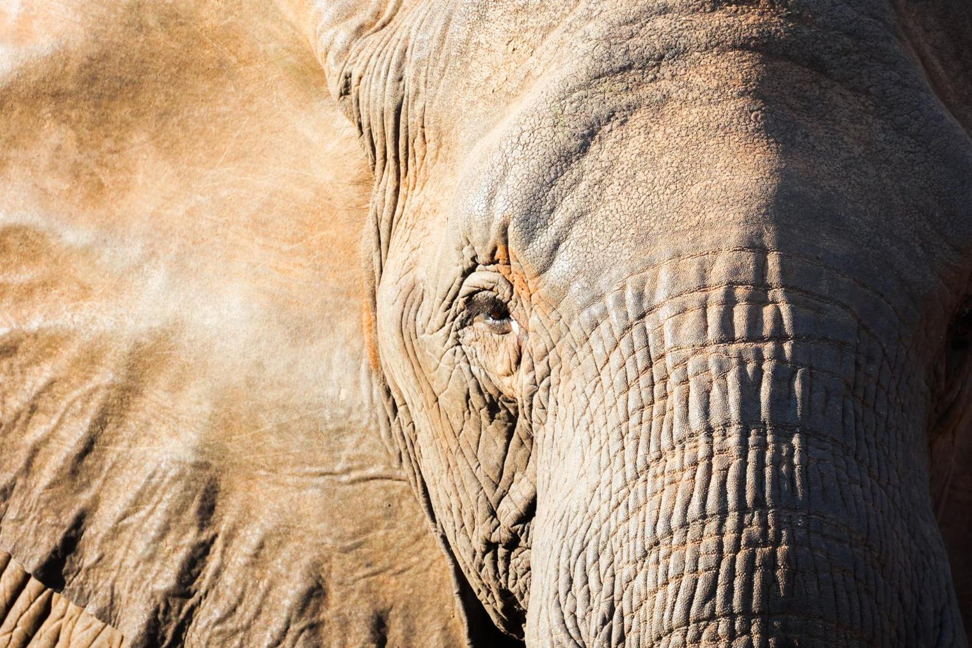 فيلا شيدول برايفيت جيم لودج Karongwe Game Reserve المظهر الخارجي الصورة